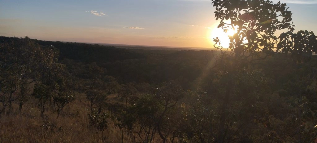 No Cerrado Maranhense, assentamento Vida Nova planta e cria gado de forma sustentável