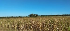 Reflorestar sonhos no Cerrado maranhense 4 área de roça do arroz